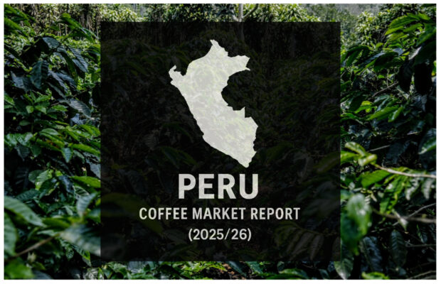 Peru Coffee Report: Production Rebounds as US Remains Key Buyer