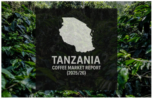 Tanzania Coffee Report: Production and Exports Up, Driven by Robusta