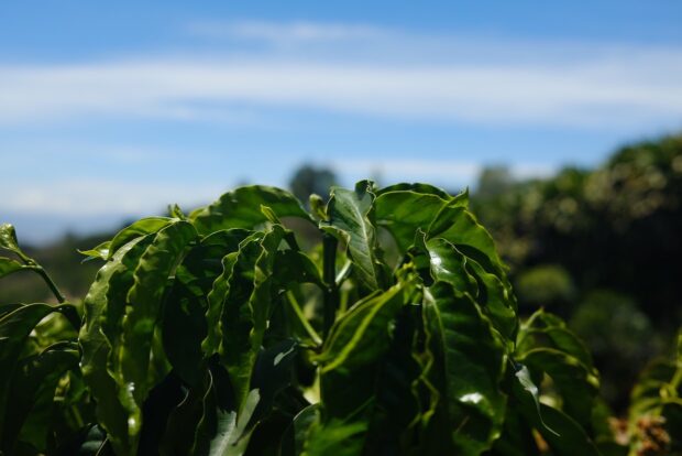 Groundbreaking Coffee Leaf Rust Study Offers Insights Into Resistance